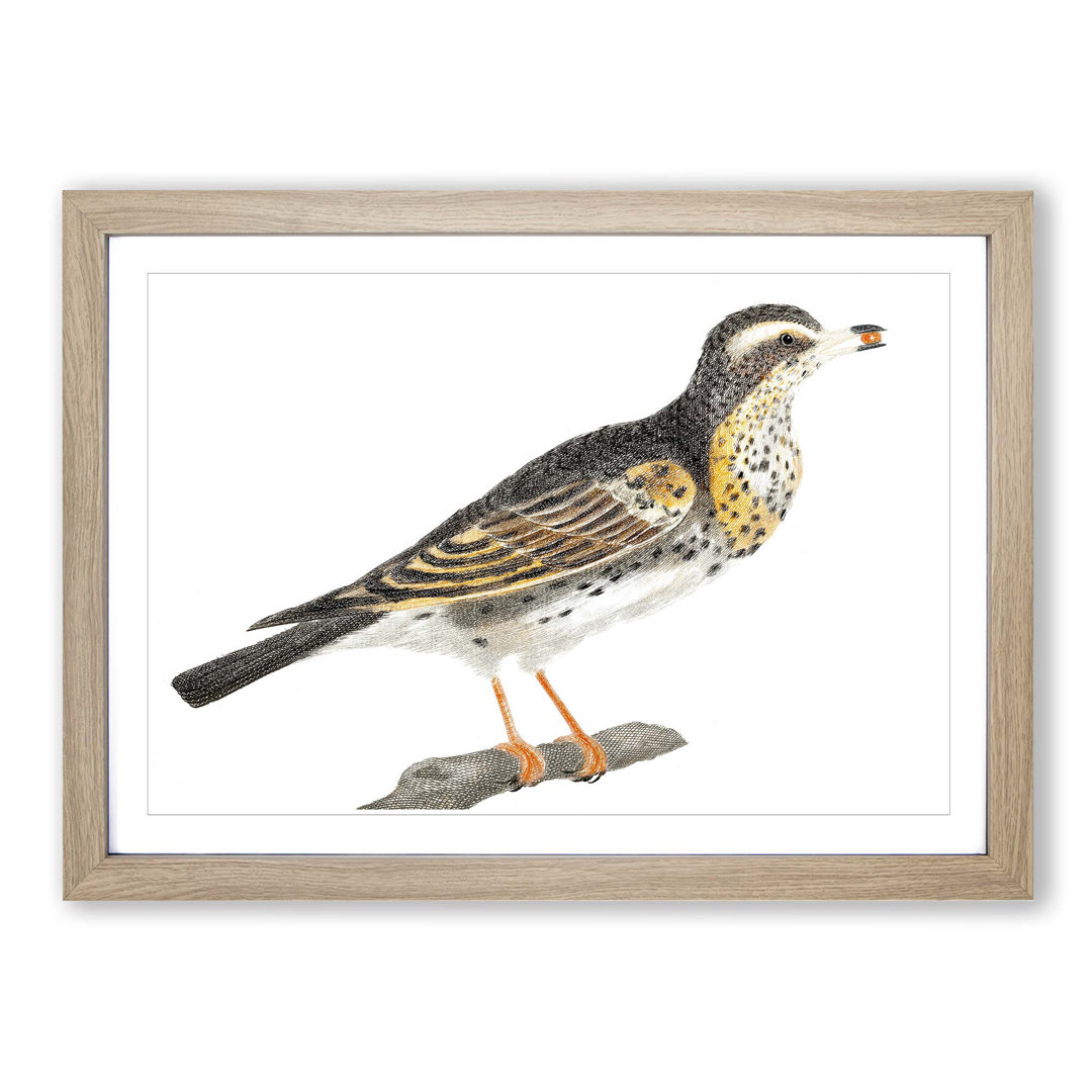 Thrush by Johan Teyler - Picture Frame Painting Print