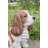 King Charles Spaniel Sitting Statue