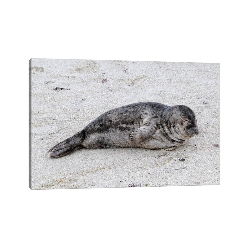 Resting Pup by Brian Wolf - Wrapped Canvas Print, 20.32cm H x 30.48cm W x 1.91cm D