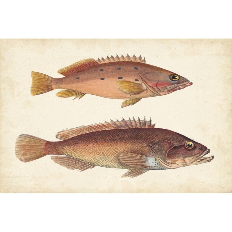 Antique Fish Species II - Painting Print, 20cm H x 30cm W, Wrapped Canvas