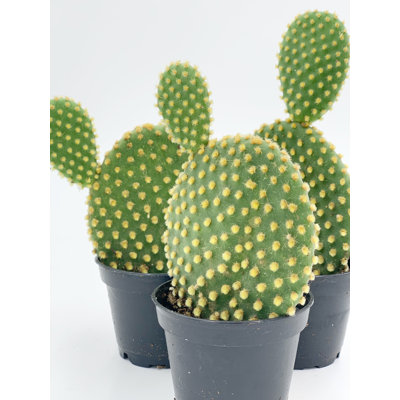 Bunny Ear Prickly Pear Cactus