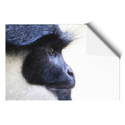 Colobus Monkey Painting - Wall Art