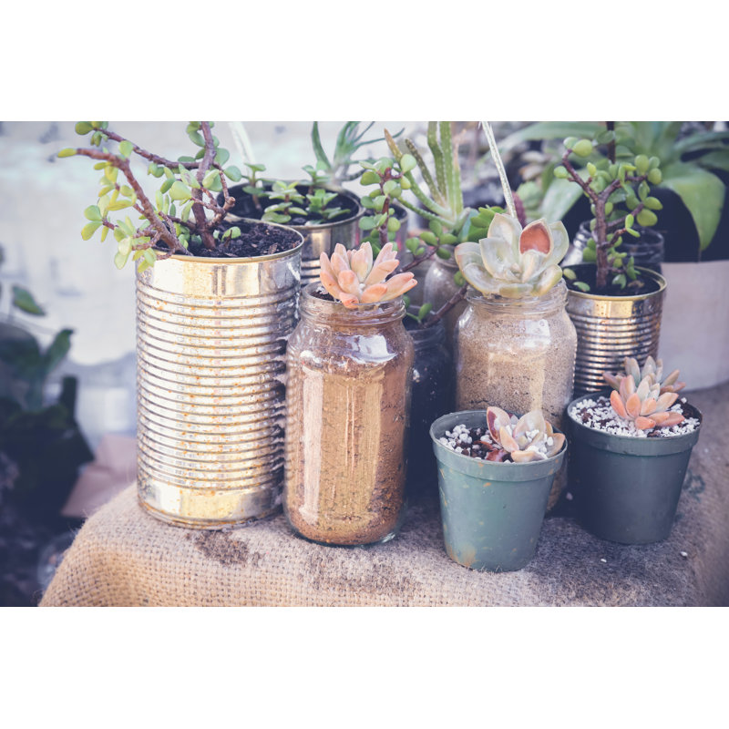 Succulents in Rustic Tins, Eco and Reuse Concept 1 Piece Wrapped Canvas Wall Art, 30cm H x 46cm W