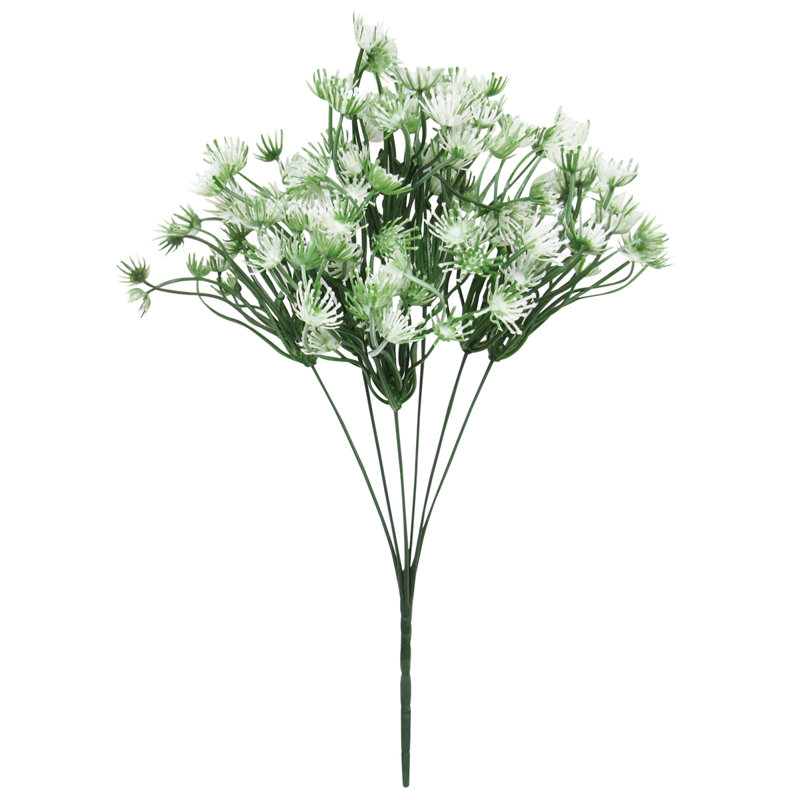 Buisson de fleurs de la reine Anne, Blanc