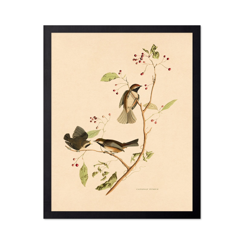 John James Audubon - Mésange canadienne, Unframed, Poster, 11"H x 14"W
