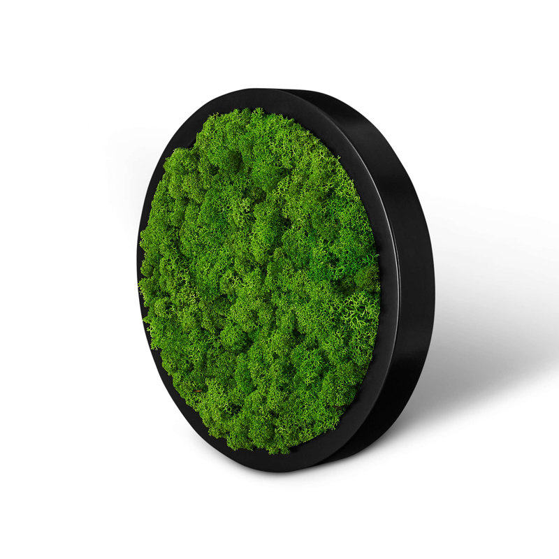 Moss Picture Reindeer Moss Round, Black, 30cm H x 30cm W x 5cm D
