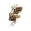 Gilded Pine Napkin Ring