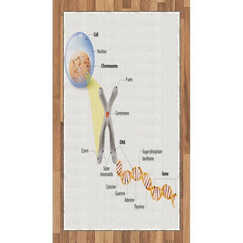 Tapis décoratif à longues fibres en fibres à haute densité Science, Rectangle 2 pi 7 po x 5 pi