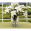 Vase Of Lilies - 16 Inches-1766977300