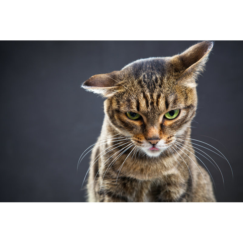 Portrait of a brown cat, 61cm H x 91cm W