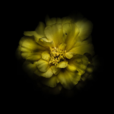 Double Yellow Camelia by Brian Carson - Wrapped Canvas Print