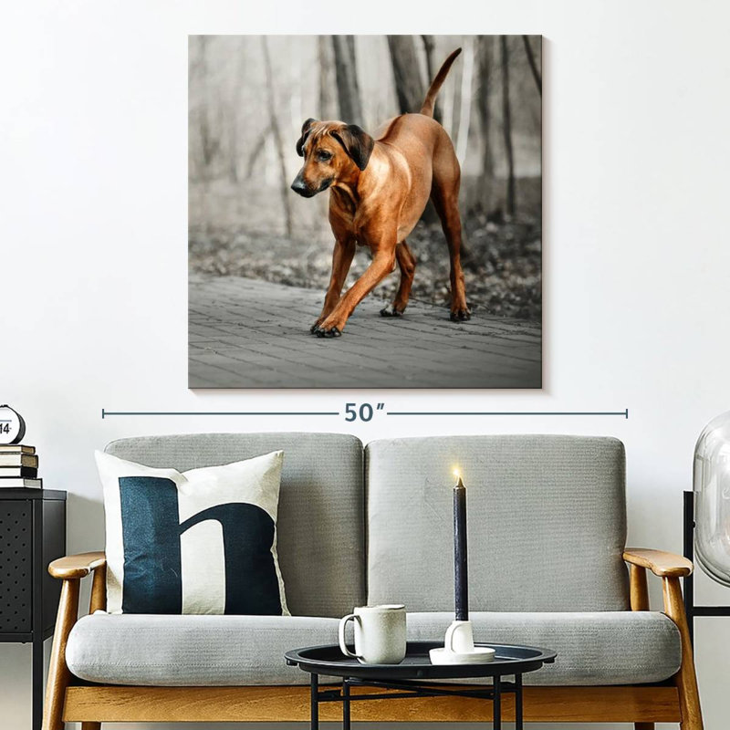 Brampt Rhodesian Ridgeback Puppy, 33" H x 33" W