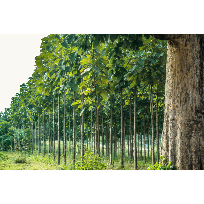 Teak Garden - Wrapped Canvas Print, 30cm H x 46cm W