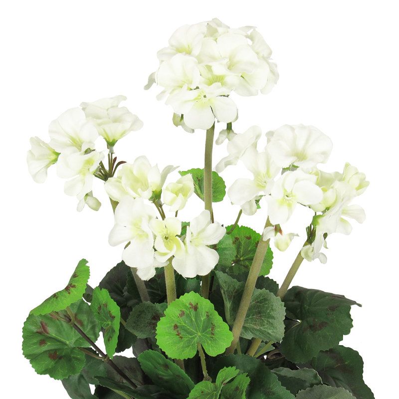 Fleur de géranium, Crème / blanc / vert