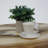 Solid Wood Coffee Table