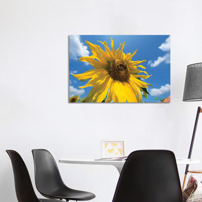 Common Sunflower With Blue Sky And Clouds I by Konrad Wothe - Wrapped Canvas Print
