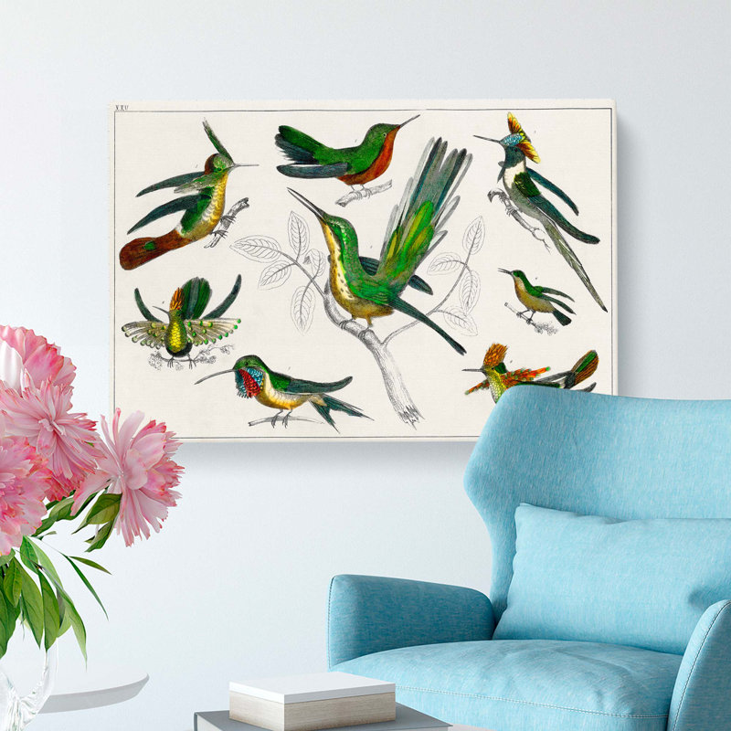 Collection Of Hummingbirds XXV by Oliver Goldsmith - Wrapped Canvas, 50cm H x 76cm W x 3cm D