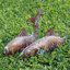 CLYB, statues et sculptures de poissons koi en métal, décoration extérieure, cuivre antique, statue de jardin, jardin 