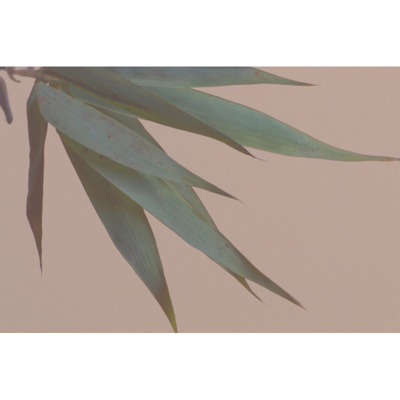 Bamboo Pink IV by Renée W. Stramel - Painting, Wrapped Canvas, 30 cm H x 46 cm W