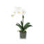 Orchid Arrangement In Square Glass Vase-1926475303