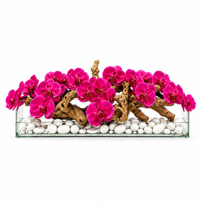 Arrangements floraux d'orchidées en pot