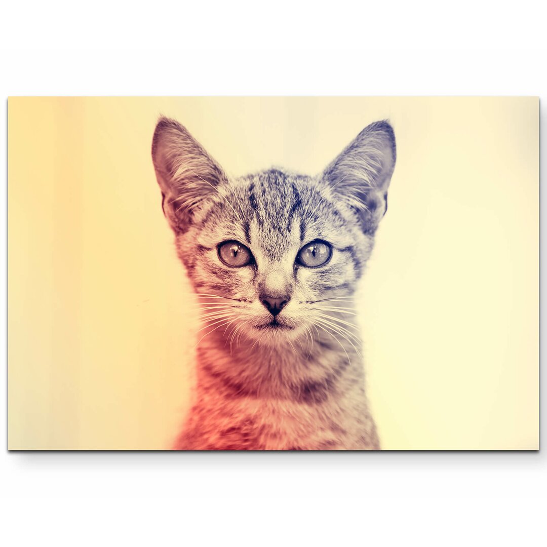 Leinwandbild Portrait - Baby Katze