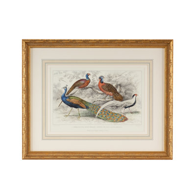 Peacock And Pheasants Print