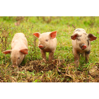" Cute Little Piglets " by Balwan