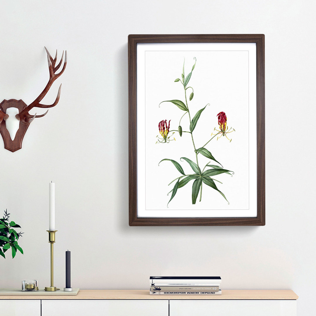 Flame Lily Flowers by Pierre-Joseph Redoute - Framed Print