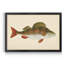 " Donovan Antique Fish I "-961319905-961319907