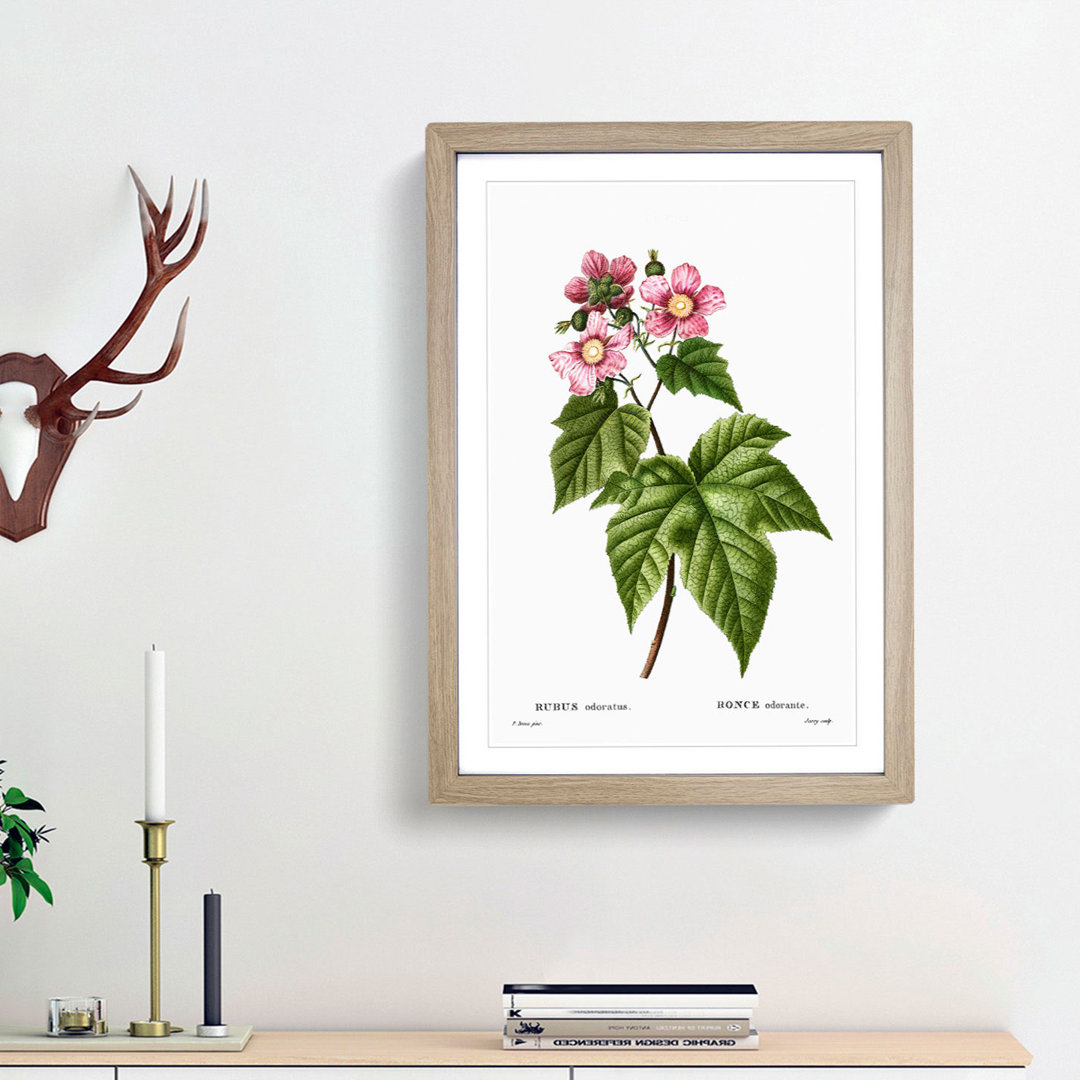 Blooming Raspberry Bush by Pierre-Joseph Redoute - Framed Print