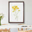 Psilostrophe Sparsiflora by Mary Vaux Walcott - Framed Print-62758892-62758897