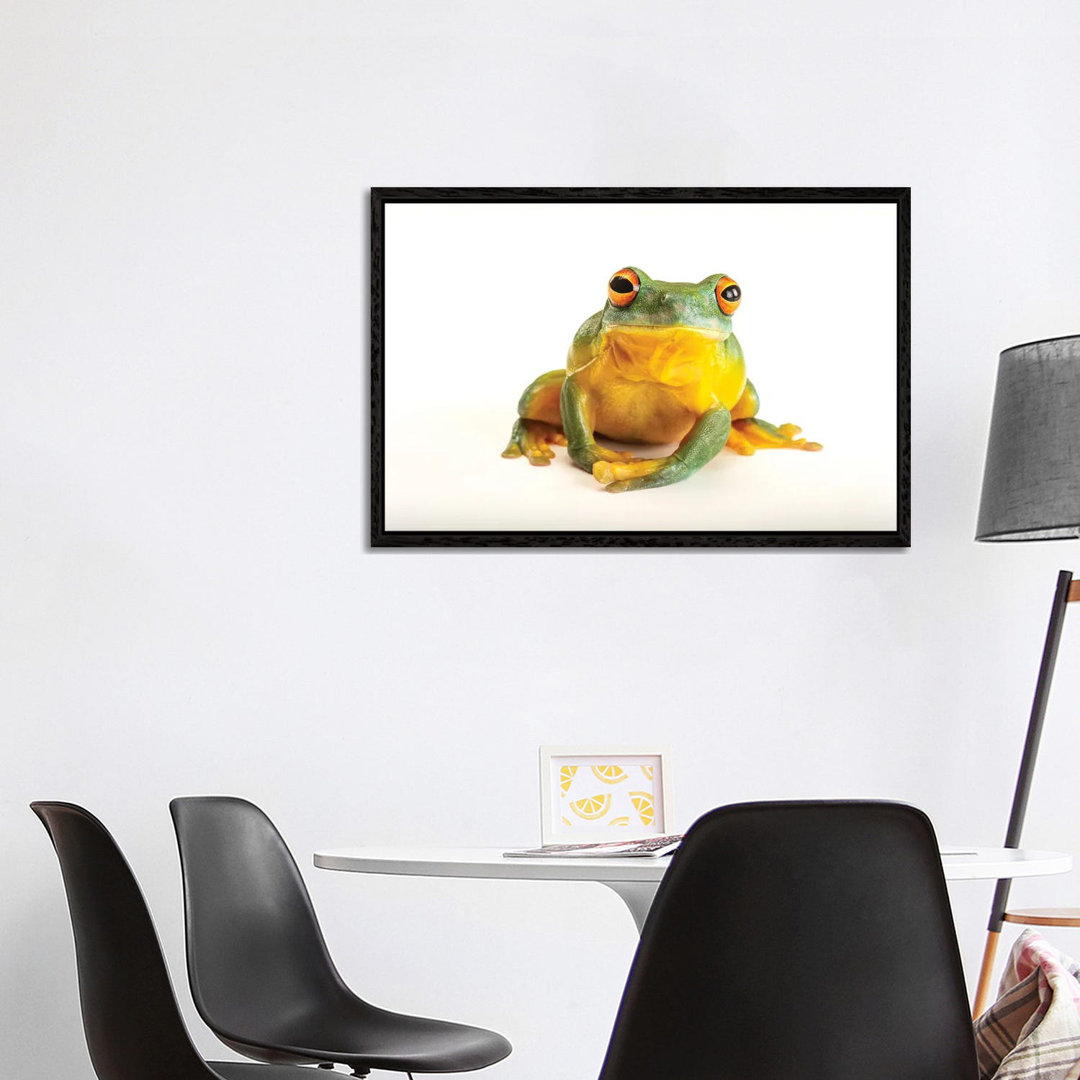 An Orange Eyed Tree Frog At Wild Life Sydney Zoo von Joel Sartore - Gallery-Wrapped Canvas Giclée on Canvas