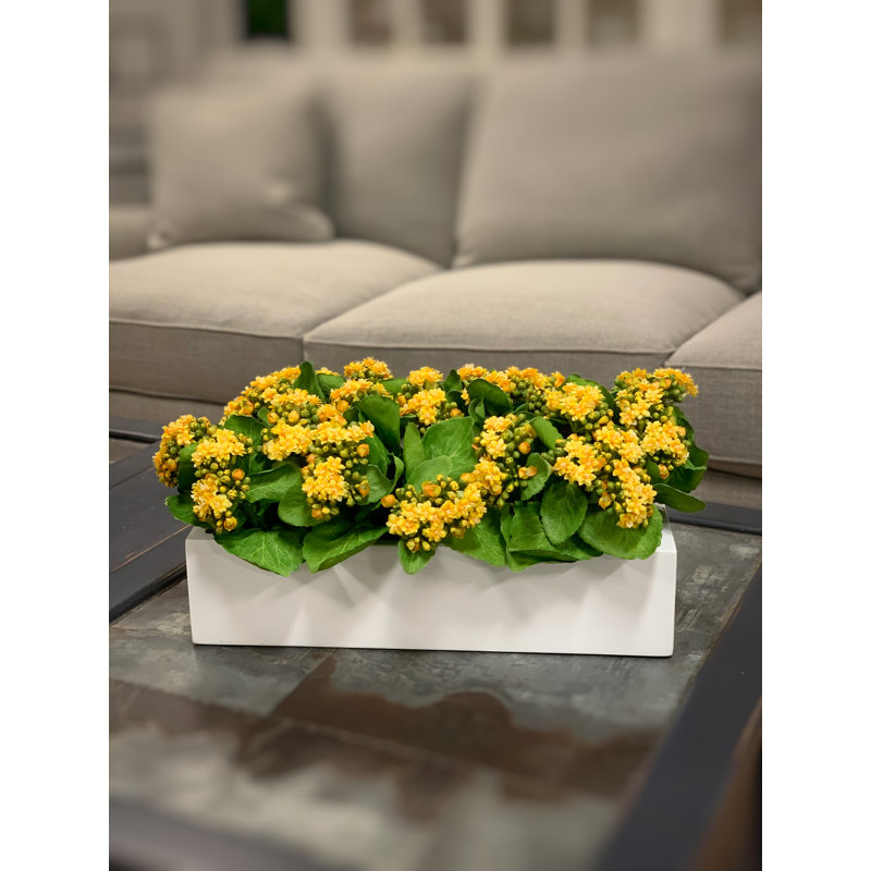 Kalanchoe Arrangement in Fiberstone Planter, Yellow, 9.5" H x 18" W x 9.5" D