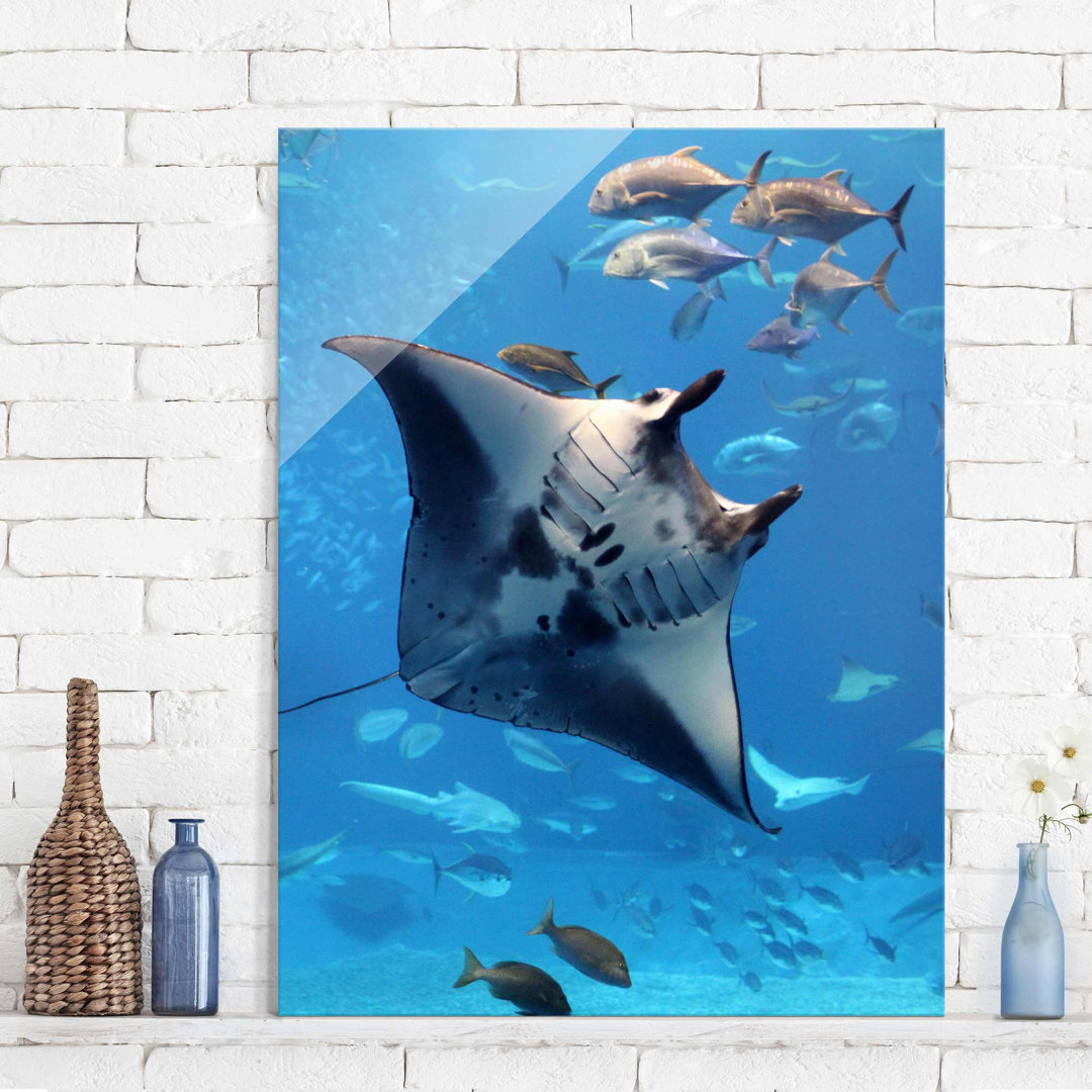 Glasbild Mantarochen