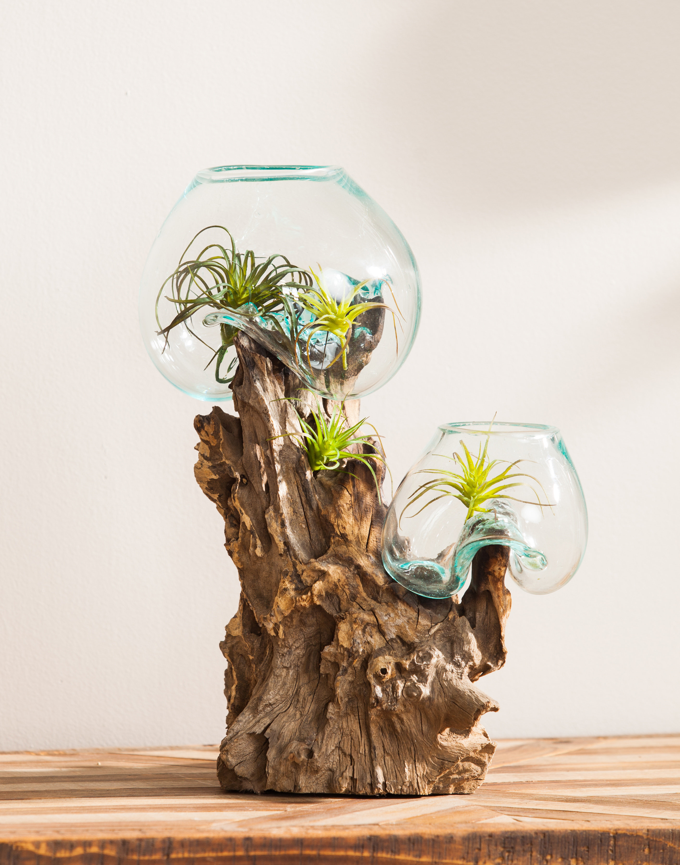 Ivy Bronx Pinkard Double Glass Driftwood Terrarium Tabletop Planter &  Reviews | Wayfair