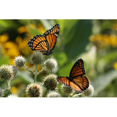 Mingenew Viceroy Butterflies - Wrapped Canvas Print