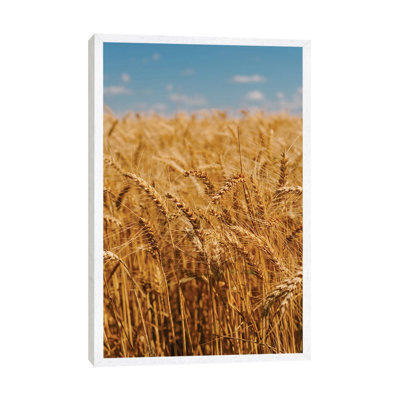 Summer Wheat Fields by Bethany Young - Print on Canvas