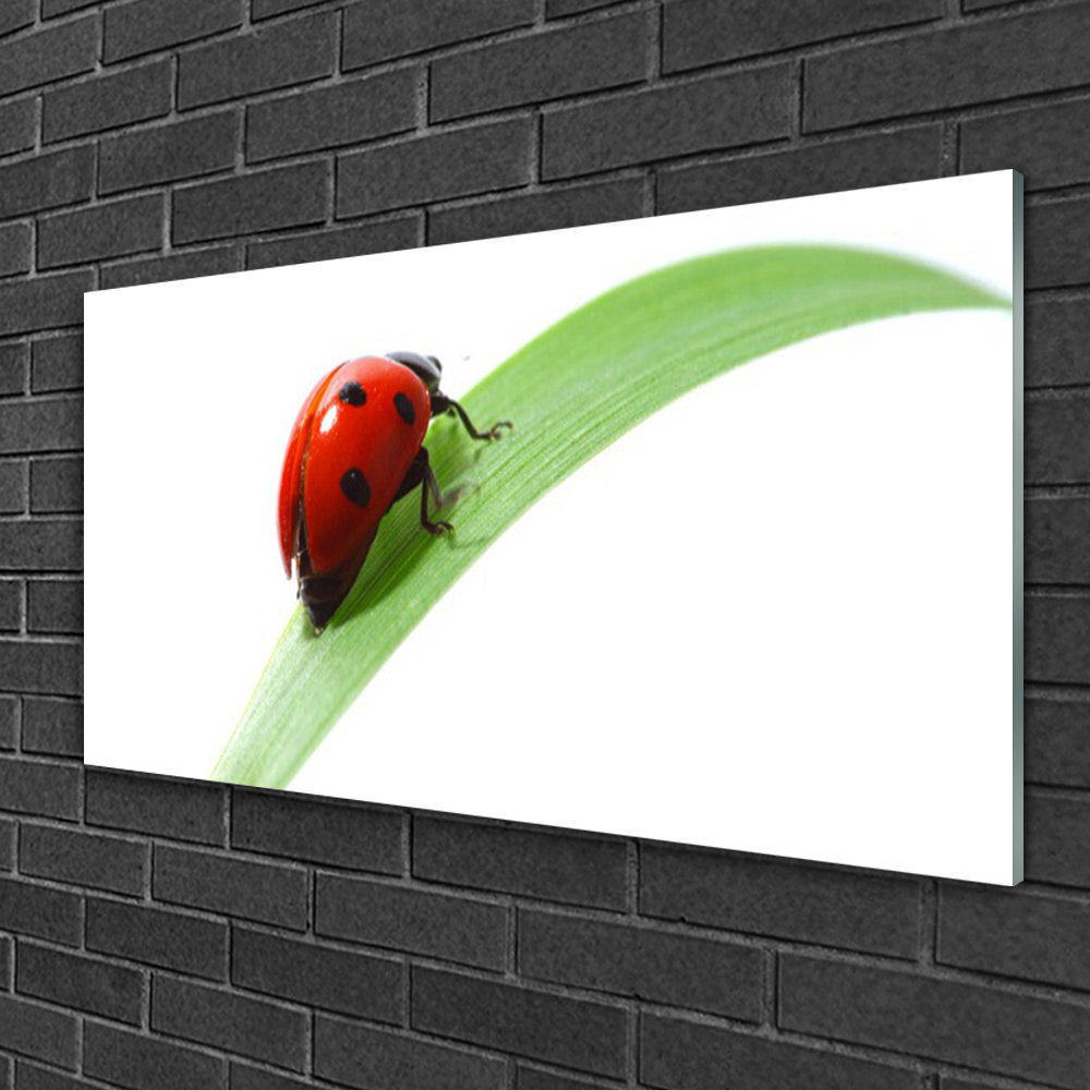 Glasbild Ladybird Beetle Nature