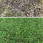 Gazon pour tapis pelouse
