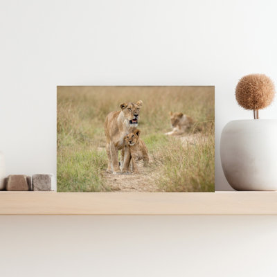 African Lion Family Contemporary Cat Lion Nature Wildlife Wall Art Print by Jeffrey C. Sink - 1 Piece Wrapped Canvas Wall Art