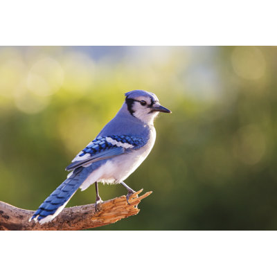 American Blue Jay - Wrapped Canvas Print