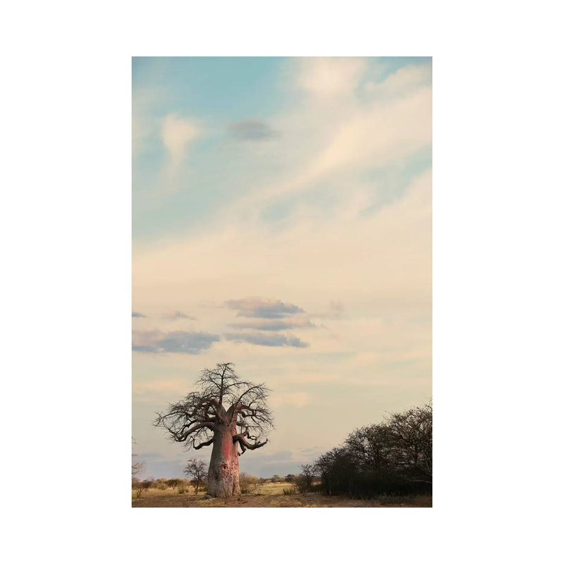 Naye Naye Baobab III by Klaus Tiedge - Wrapped Canvas Print, 20.32 cm H x 30.48 cm W