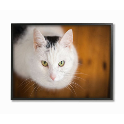 « cat eyes animal » par matthias conrad-impression sur image