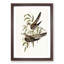 Unadorned Cuckoos by Elizabeth Gould - Picture Frame Painting Print-55606023-55606024