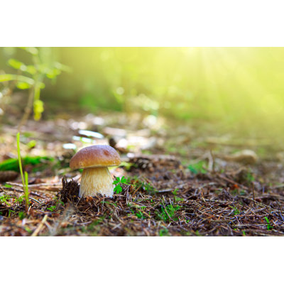 «Porcini Mushroom» par Swkunst - Photographie sur toile tendue
