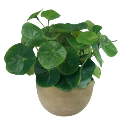Blooms Pilea Plant In Terracotta Bowl