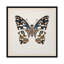 « papillon study ii », impression sur toile-29480725-73651497-73651498