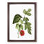 Red Mulberry Tree by Pierre-Joseph Redoute - Picture Frame Painting Print-55598069-55598072