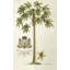 Papaya Tree Print by Porter Design-26773070-26773063